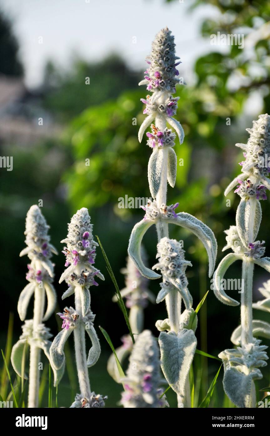 Flowers of Stachys byzantinaor  lamb`s ears in summer sunlight, nature in June Stock Photo